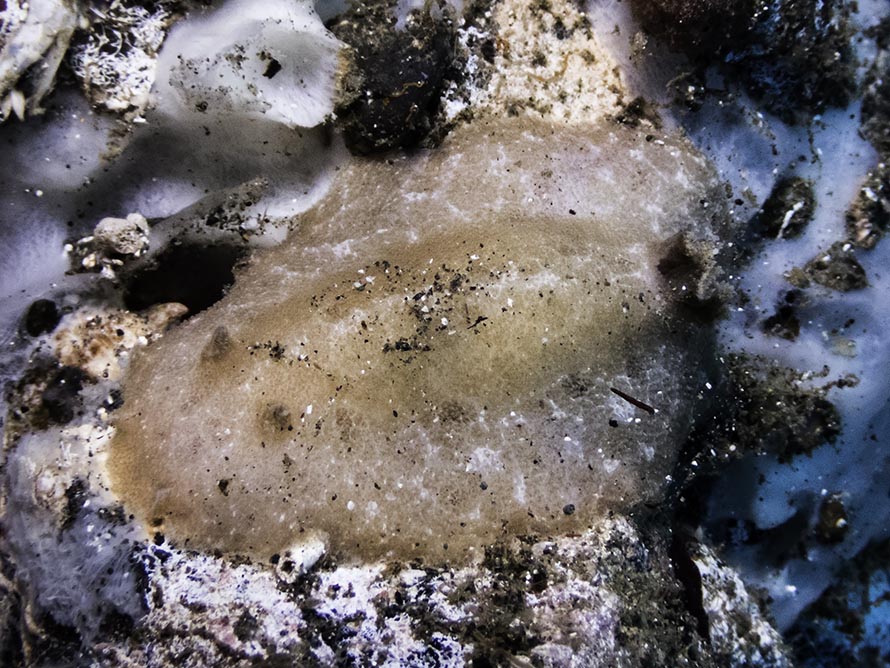 Discodorid sp. C